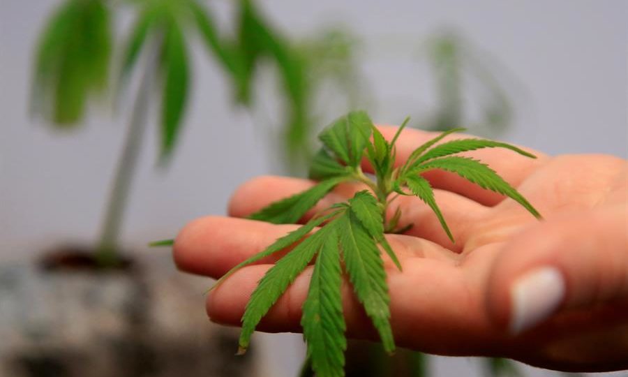 Uma erva natural pode te prejudicar: novos estudos apontam mais riscos da maconha Maconha
