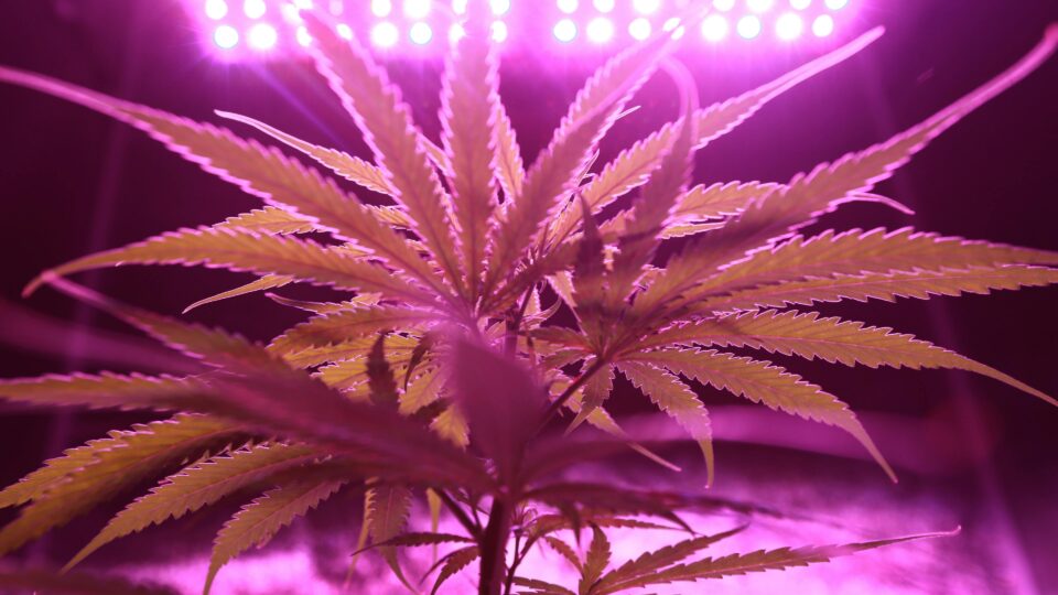 maconha