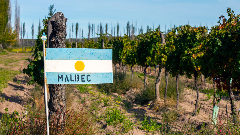 Um livro que conta tudo e ainda mais sobre sucesso da uva Malbec na Argentina livro uva malbec