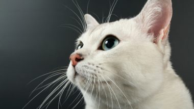 Mito da independência pode trazer problemas aos gatos Gatos também precisam de atenção e carinho.