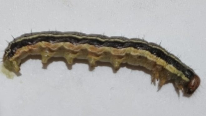 Novo surto de lagartas preocupa pecuaristas