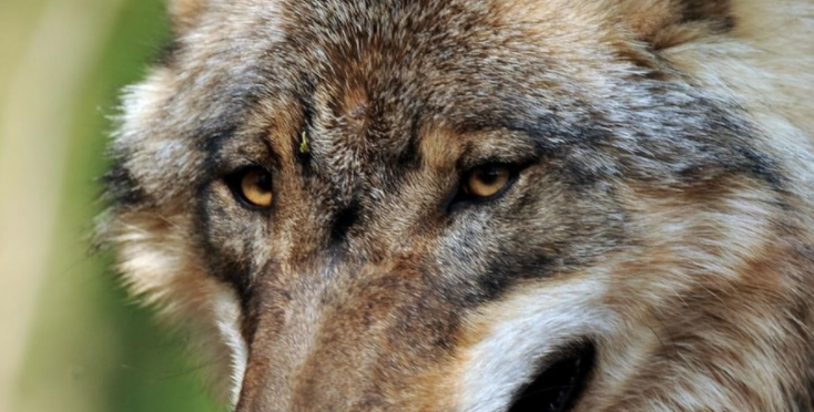 Putin e as razões do lobo Putin e as razões do lobo