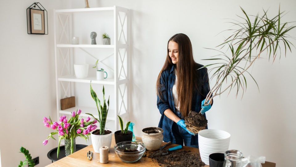 4 problemas comuns nas plantas e como resolvê-los Raízes saindo para fora do vaso indicam que as plantas precisam ser replantadas em um espaço maior.
