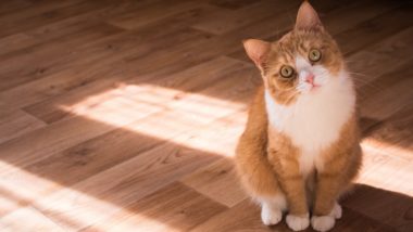 Independência é um mito: gatos precisam de atenção Gatos precisam de atenção e carinho.