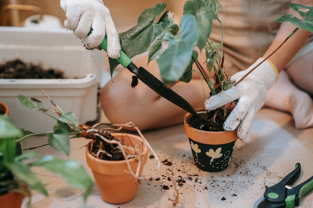 Quando as raízes começam a escapar pelo vaso, é preciso colocar a planta em um vaso maior Quando as raízes começam a escapar pelo vaso, é preciso colocar a planta em um vaso maior