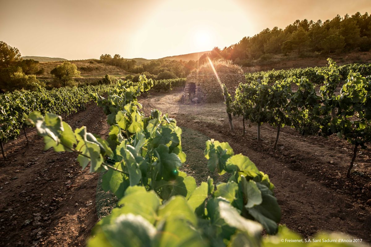 cava vinho espumante da Espanha cava vinho espumante da Espanha
