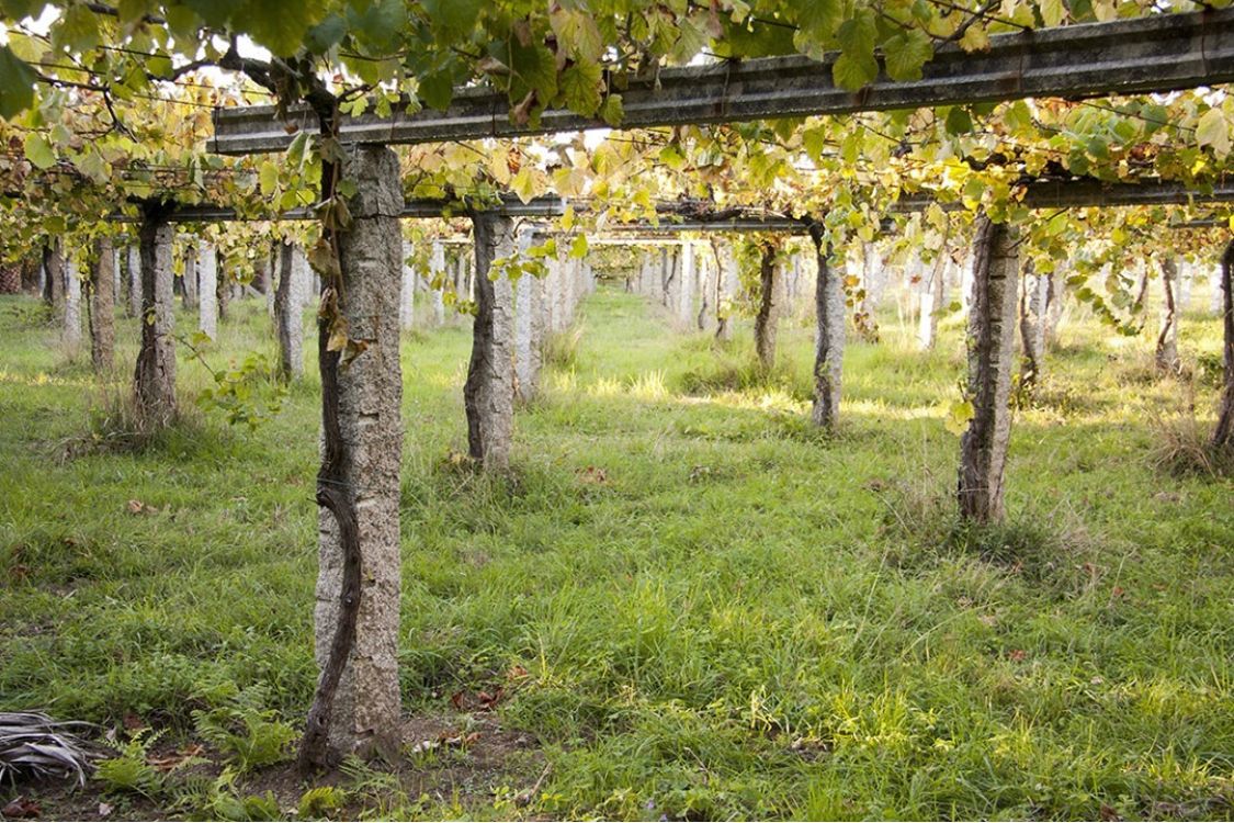 roteiro de vinho pela Espanha roteiro de vinho pela Espanha