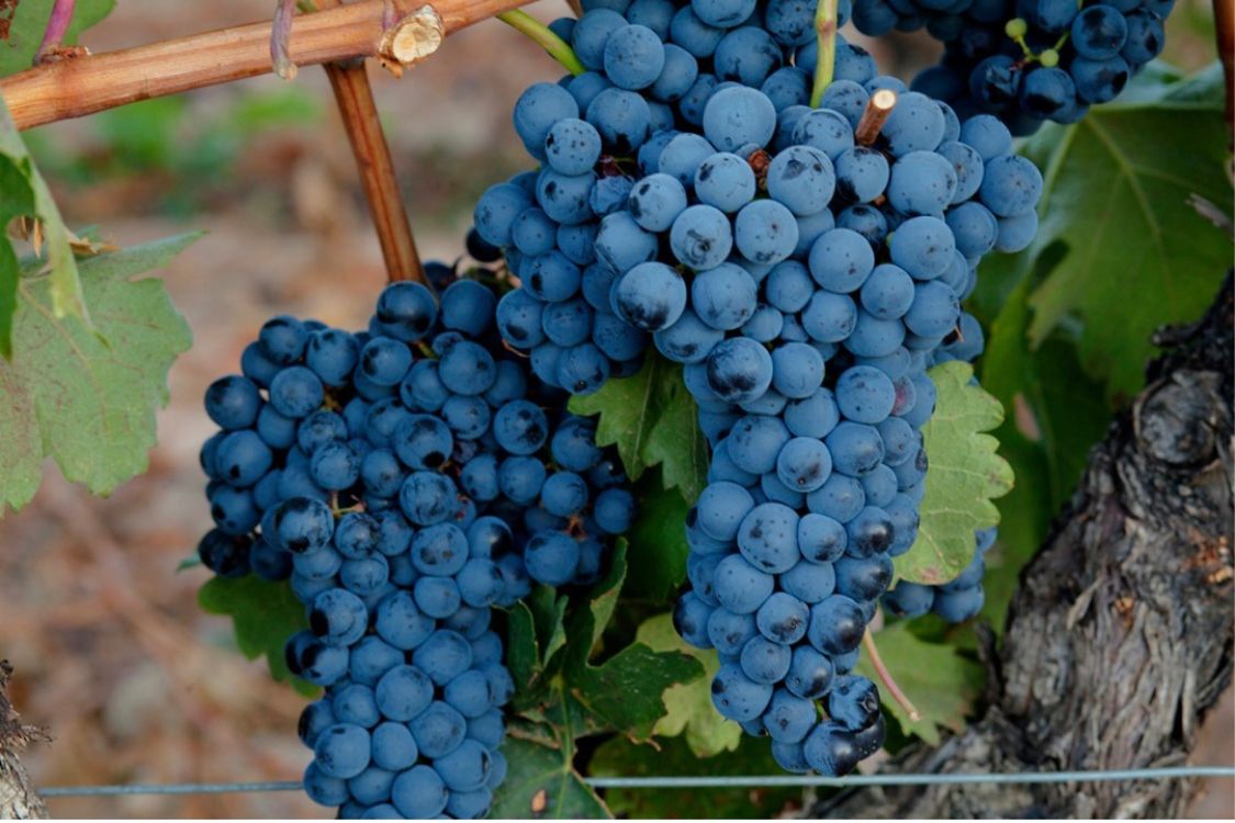 As uvas tempranillo são abundantes na Espanha, na Rioja e, também, na Ribera del Duero. Foto: Reprodução/Instagram As uvas tempranillo são abundantes na Espanha, na Rioja e, também, na Ribera del Duero. Foto: Reprodução/Instagram