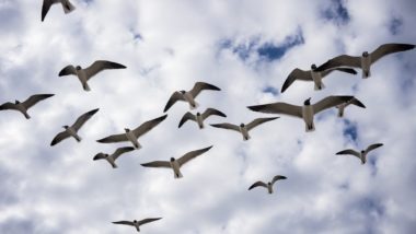 “Aves de destruição em massa”, o novo delírio da velha esquerda “Aves de destruição em massa”, o novo delírio da velha esquerda