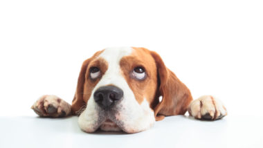 Ansiedade piora nos pós-home office e prejudica saúde dos pets ansiedade animal