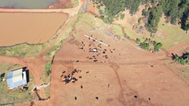 PF cumpre mandados no Paraná contra contrabando de gado da Argentina Estima-se que tenham sido introduzidos ilegalmente no país mais de 5 mil bovinos