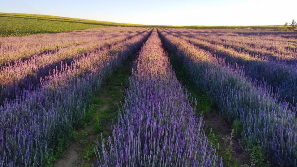 Cor e perfume no caminho: veja por onde passa a Rota da Lavanda Em Carambeí, na região sul do Paraná, a rota passa pelo Het Dorp, um vilarejo com características holandesas.