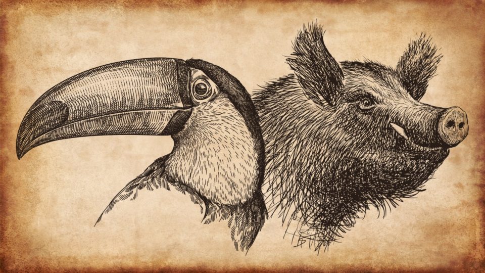 O Tucano e o JavaPorco O Tucano e o JavaPorco