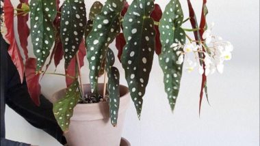 Begônia maculata: conheça a famosa planta estilosa Begônia maculata: conheça a famosa planta estilosa