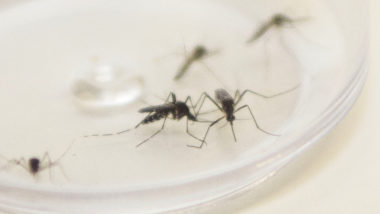 Com explosão de casos, Secretaria da Saúde declara epidemia de dengue no Paraná Mosquito Aedes aegypti