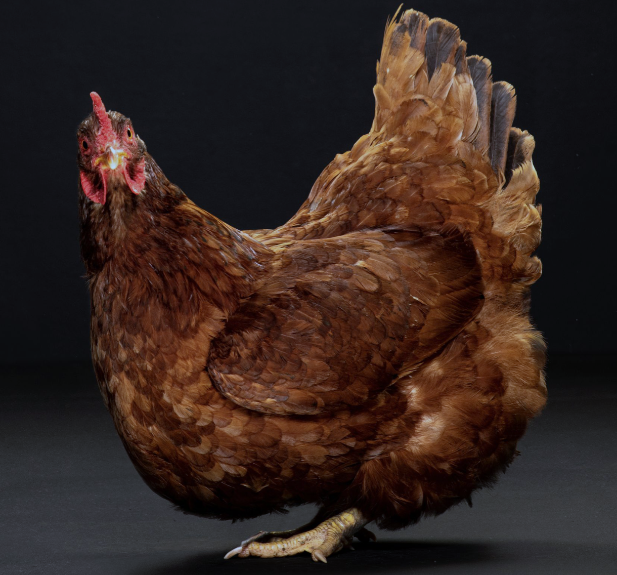 Imagem referente a matéria