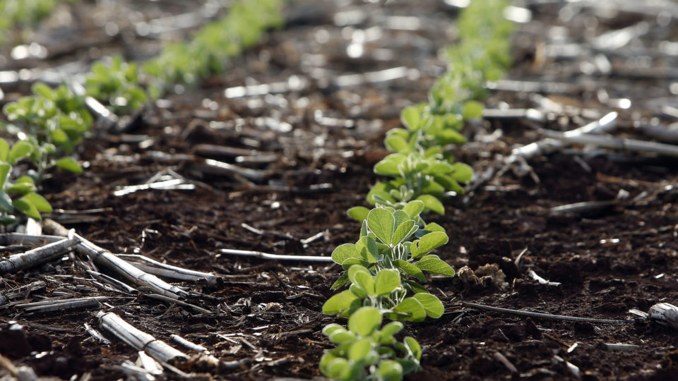 Moer rocha para fazer fertilizante: pesquisadores apresentam resultados nos Campos Gerais Cultivo de soja, principal cultura agrícola do país