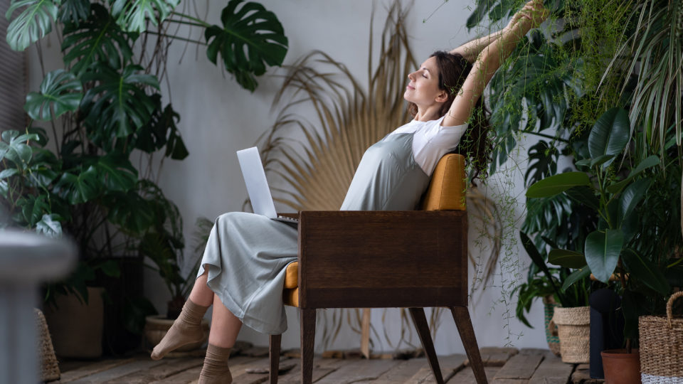 Plantas em casa: mitos e verdades plantas em casa: mitos e verdade