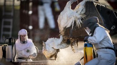 França sacrifica 16 milhões de aves para conter surto de gripe aviária Abate de aves na Dinamarca em janeiro