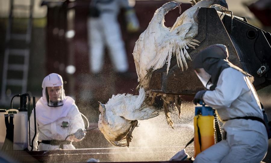 França sacrifica 16 milhões de aves para conter surto de gripe aviária Abate de aves na Dinamarca em janeiro