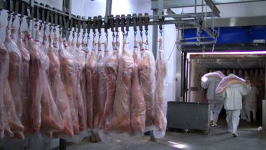 Frigorífico de Ibiporã faz primeiro embarque de carne suína para Singapura Frigorífico de Ibiporã começa a exportar carne suína para Singapura.