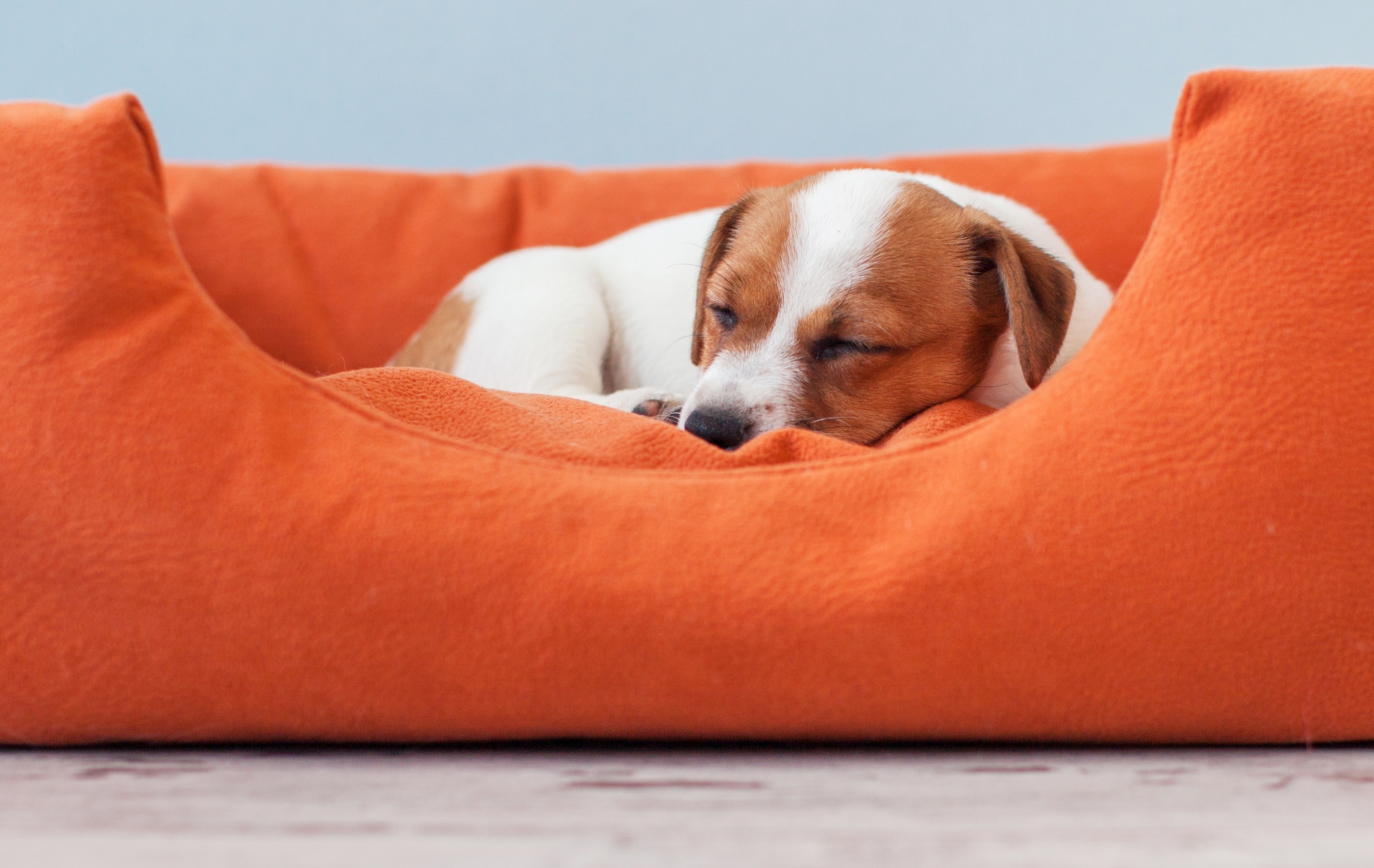 Adaptações na casa contribuem para o bem-estar de pets idosos.