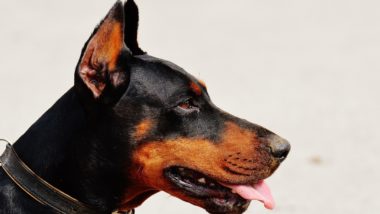 Contra a ética dos animais Contra a ética dos animais