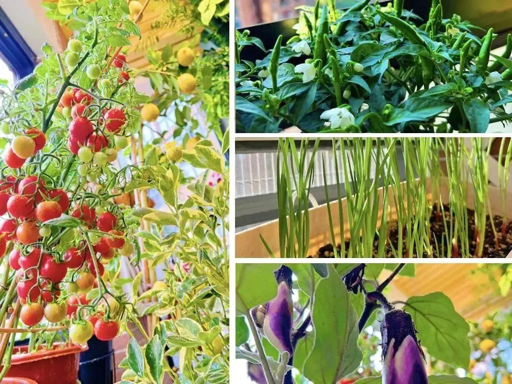 No canto escolhido, no jardim, na sacada entre comestíveis e não comestíveis, o cultivo urbano democrático soma perfumes, colore a casa, invade a mesa com o melhor e mais fresco sabor No canto escolhido, no jardim, na sacada entre comestíveis e não comestíveis, o cultivo urbano democrático soma perfumes, colore a casa, invade a mesa com o melhor e mais fresco sabor