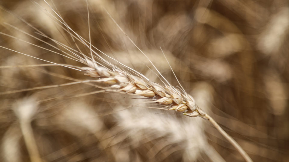 Itália alerta para grave crise alimentar: “guerra mundial do pão já começou” Guerra na Ucrânia afeta diretamente a cotação de commodities como o trigo. Neste ano, preço da farinha já aumentou 15,44% para o consumidor brasileiro; o pão francês subiu 9,72% e o macarrão, 15,46%.