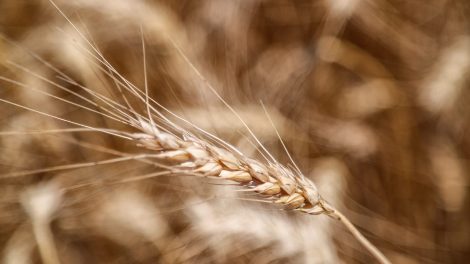 Pressão local existe, mas maiores “vilões” da inflação brasileira vêm do exterior Guerra na Ucrânia afeta diretamente a cotação de commodities como o trigo. Neste ano, preço da farinha já aumentou 15,44% para o consumidor brasileiro; o pão francês subiu 9,72% e o macarrão, 15,46%.
