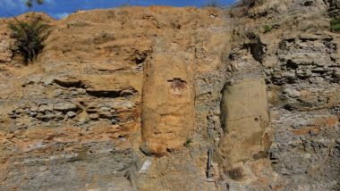Pesquisadora da UFPR descobre floresta de 290 milhões de anos “congelada no tempo” Os troncos das árvores fossilizadas ainda mantêm preservados os detalhes de textura da casca.