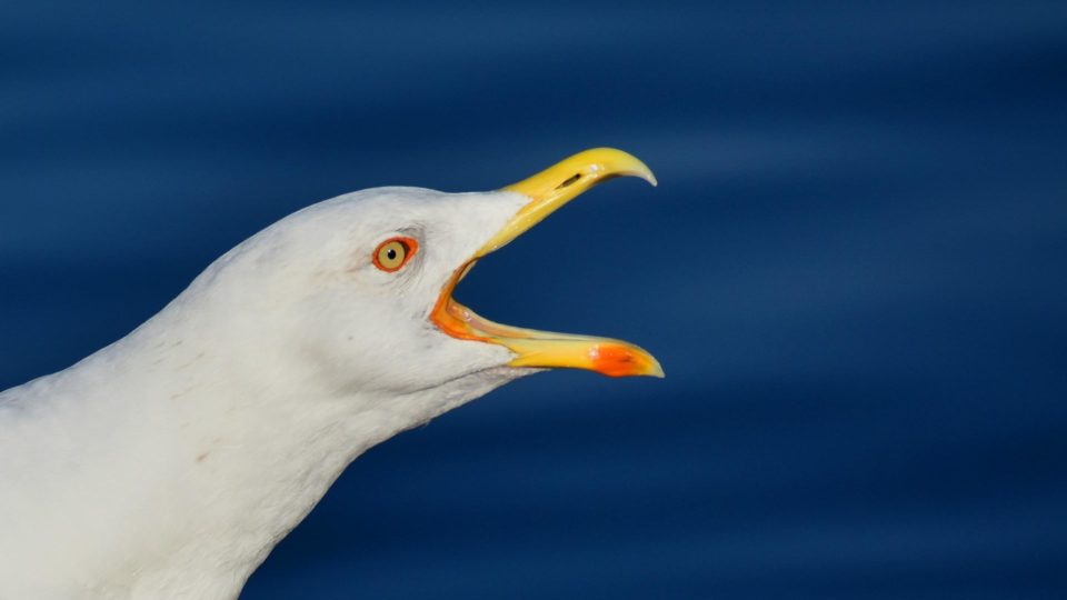 gaivota tchékov