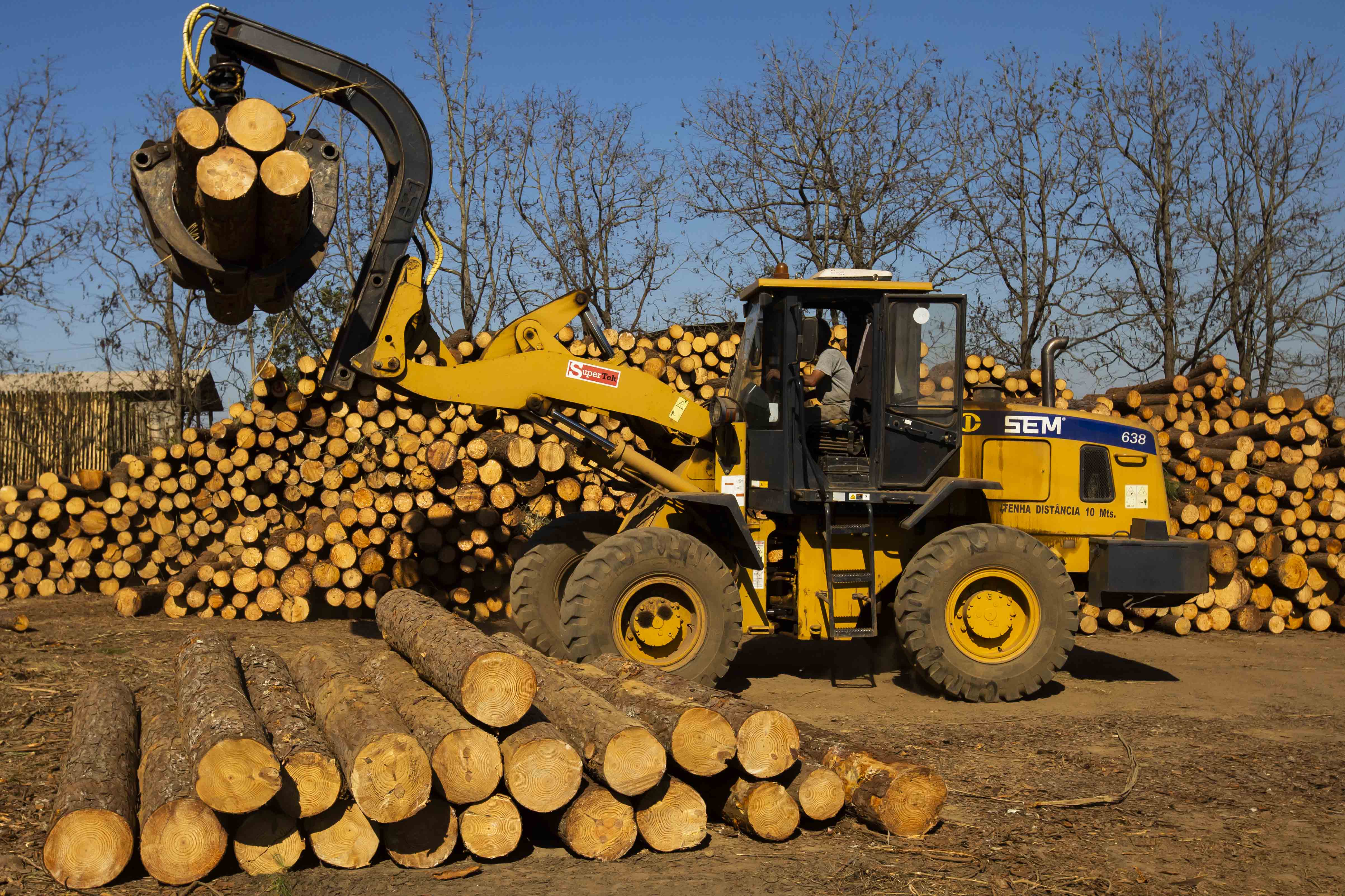 Produção de madeira é uma das principais atividades dos Campos Gerais.