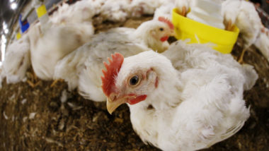 Ministério da Agricultura e Pecuária investiga casos suspeitos de gripe aviária, mas descarta risco a saúde.