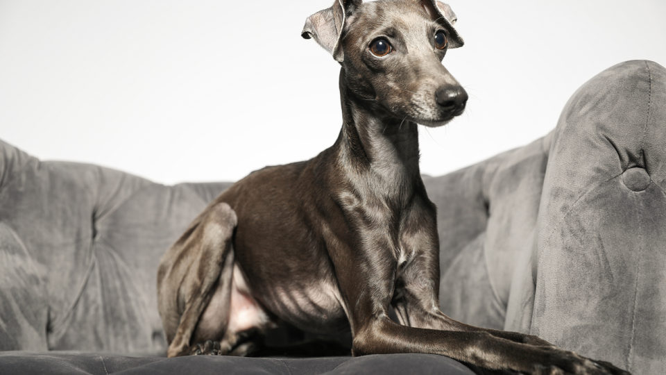 Cão da raça galguinho italiano