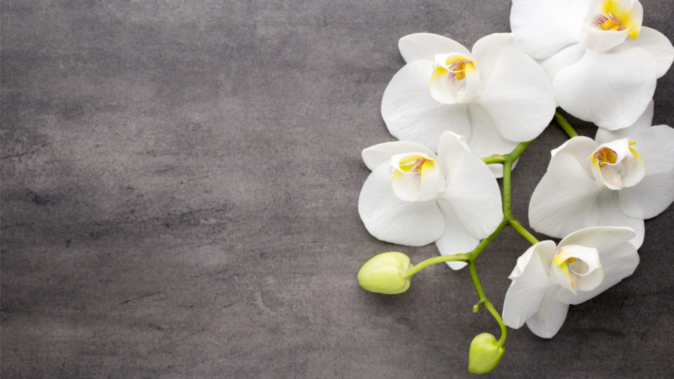 Orquídeas