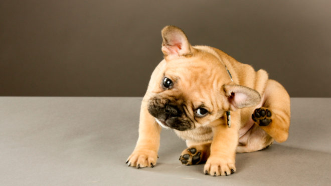 Cachorro se coçando muito? Entenda o que pode ser