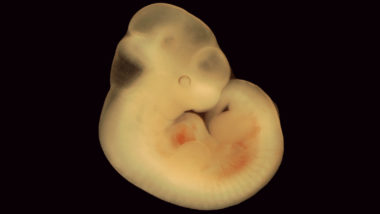 Embrião de camundongo