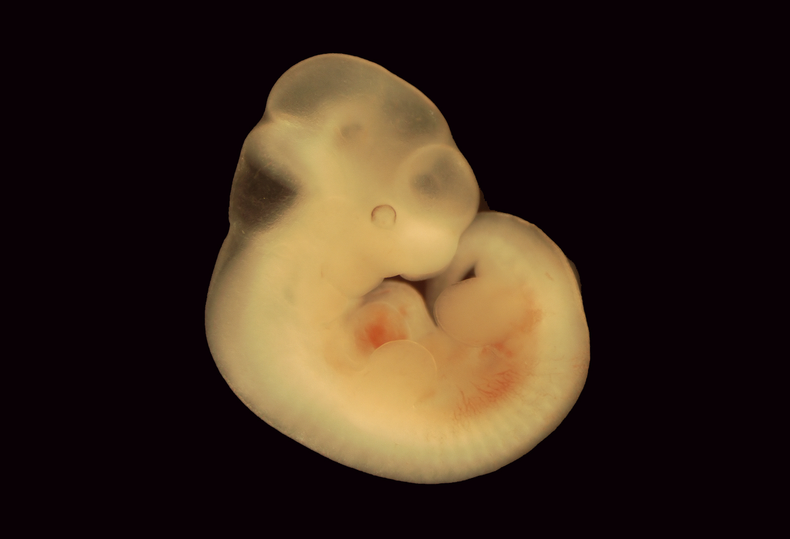 Embrião de camundongo