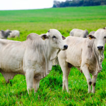 Imagem referente a matéria