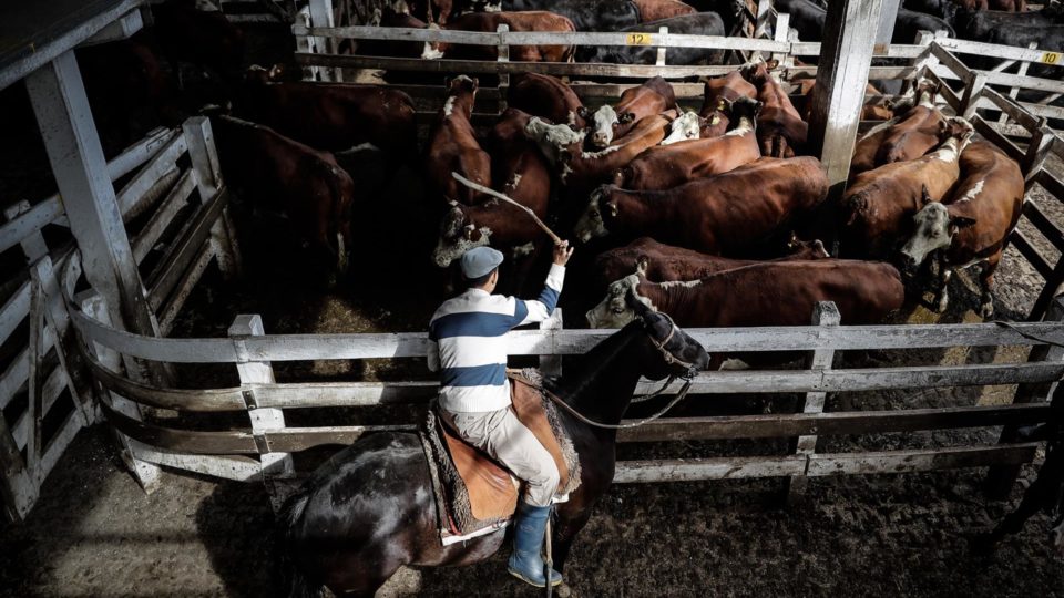 Vacas aguardam em um curral para serem transferidas para um frigorífico para abate em Buenos Aires