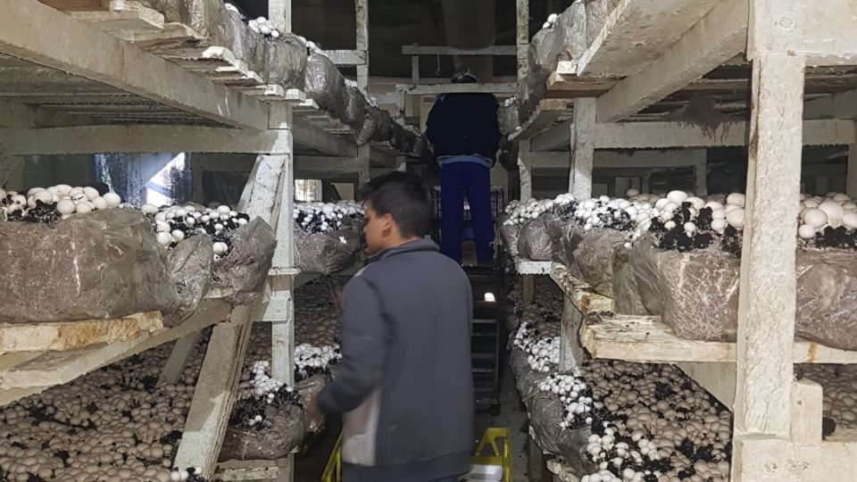 A Agropecuária Pedra da Mina a produção de cogumelos foi impulsionada com financiamentos obtidos no Sicredi.