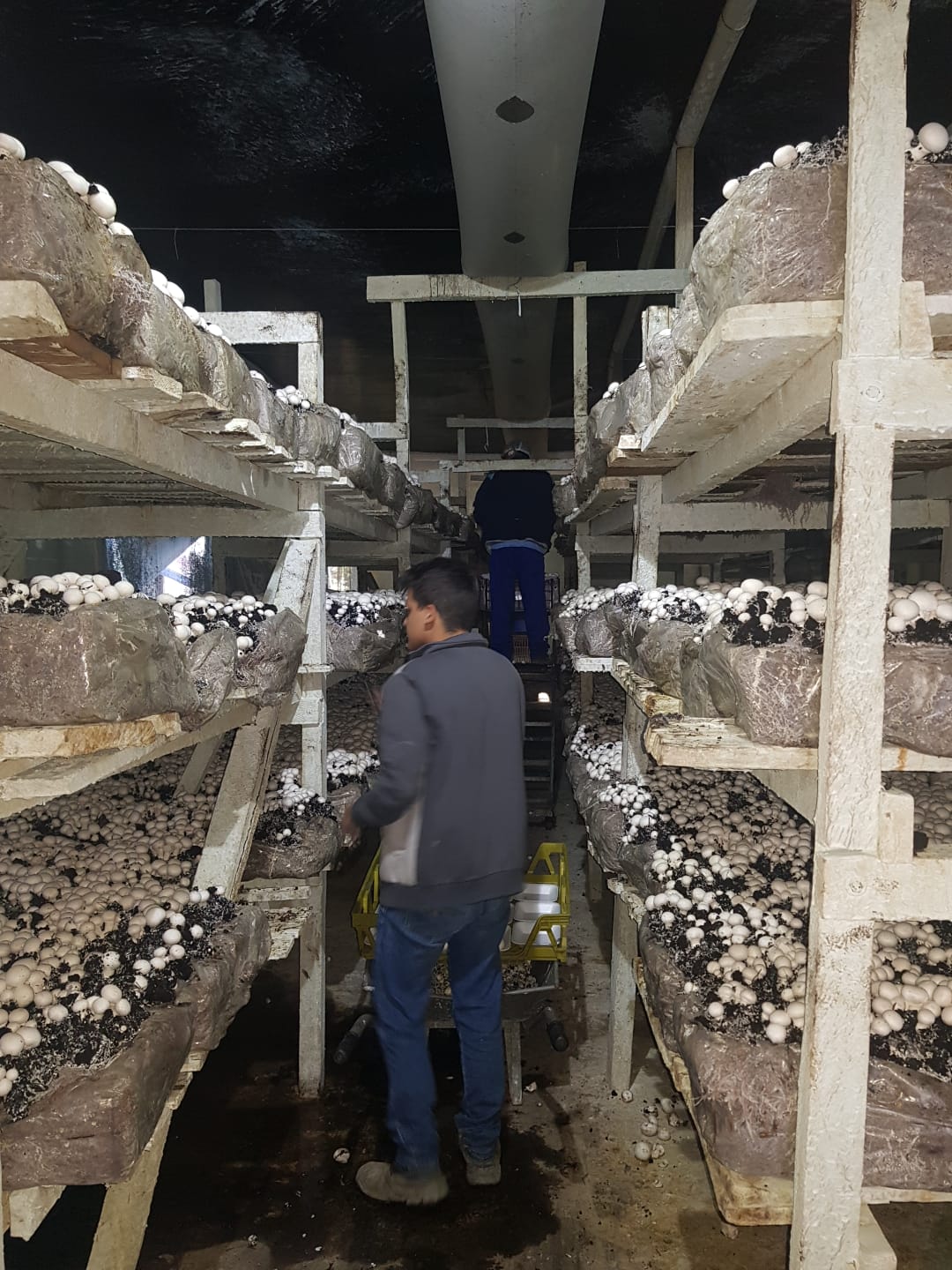 A Agropecuária Pedra da Mina a produção de cogumelos foi impulsionada com financiamentos obtidos no Sicredi.