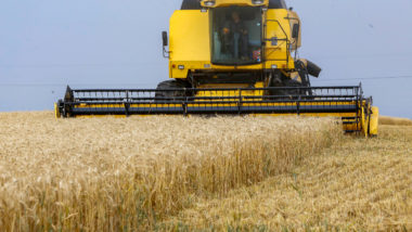 Colheita de trigo no Paraná
