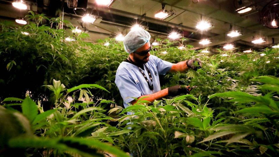 Empregado trabalha no processo de elaboração de cannabis medicinal, no Uruguai, no mês de agosto