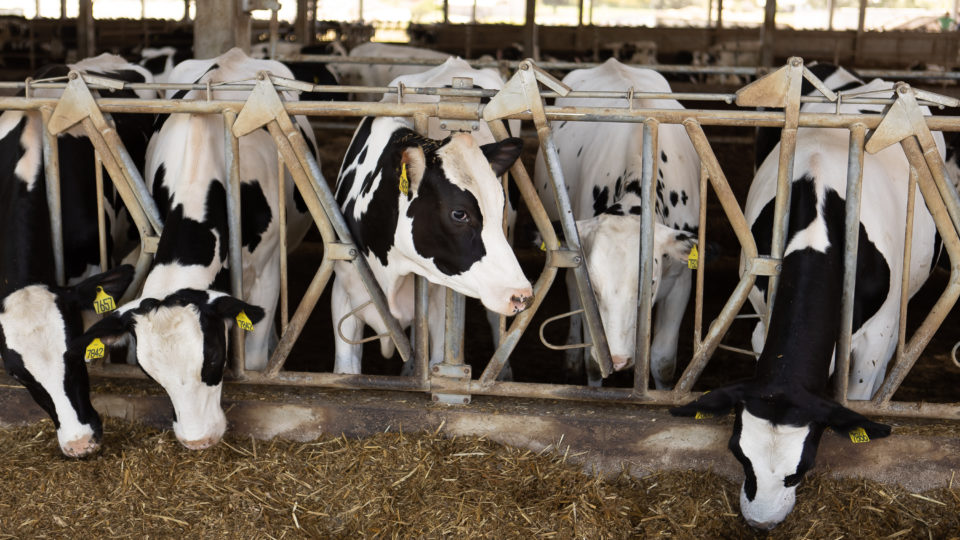 Vacas da raça holandesa que produzem 40 litros de leite por dia, em Witmarsum.