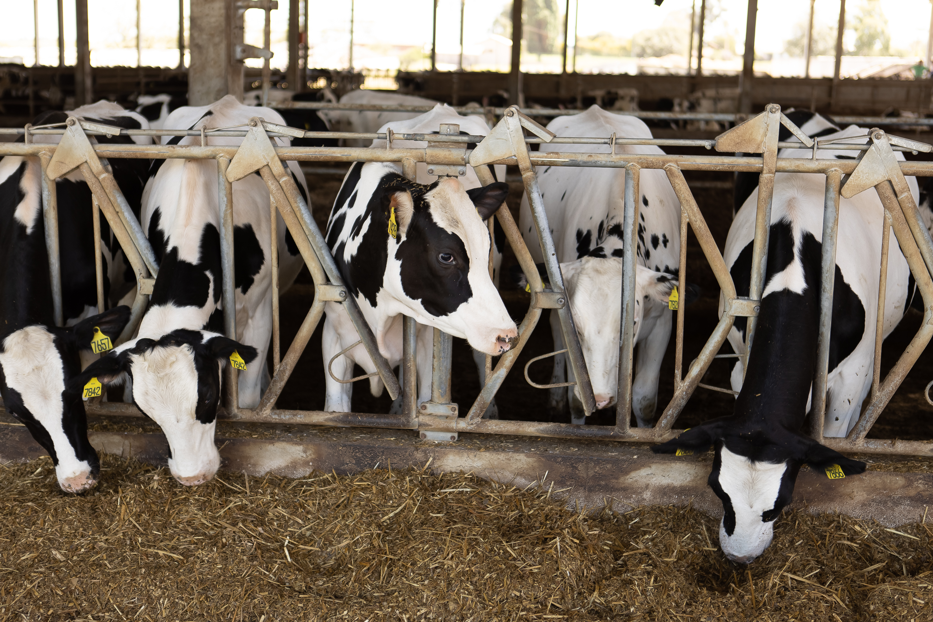 Vacas da raça holandesa que produzem 40 litros de leite por dia, em Witmarsum.