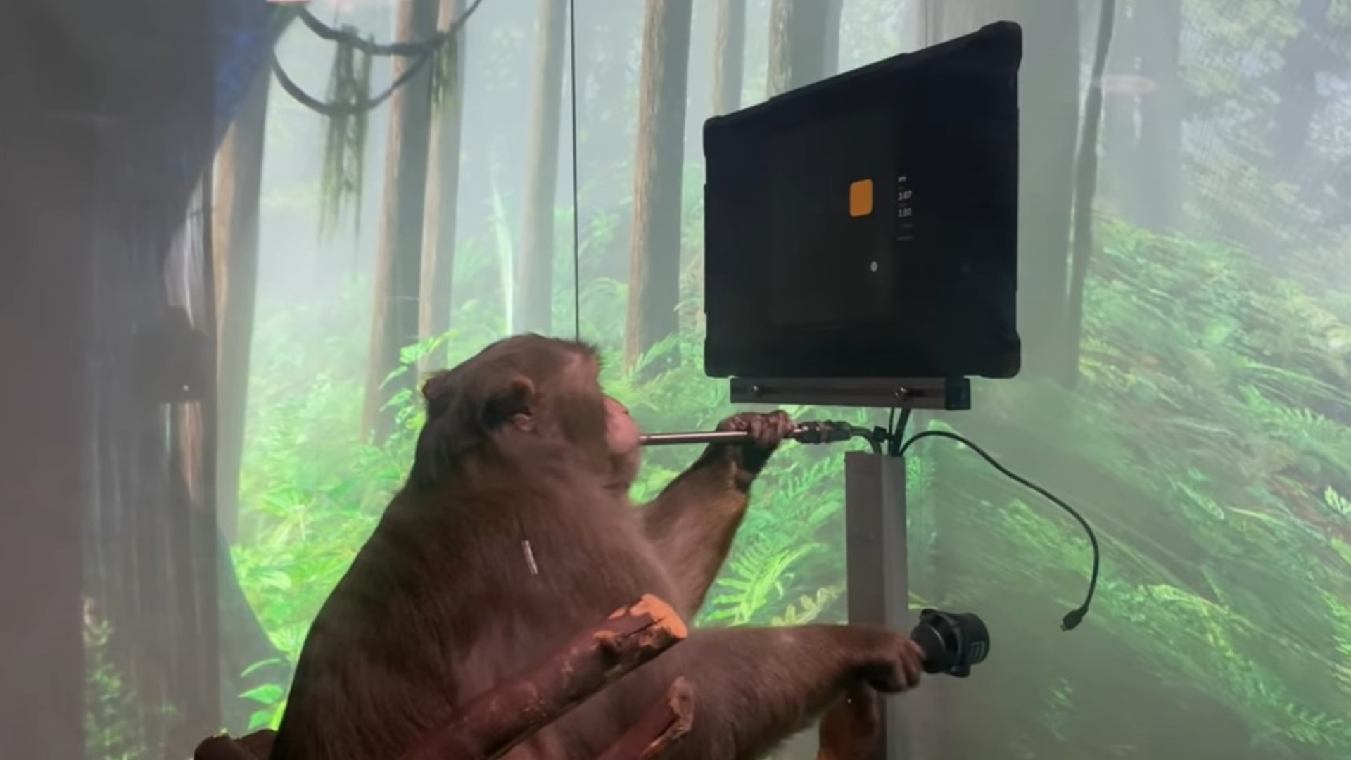 Page, macaco de nove anos, move um cursor em tela com seu implante da Neuralink para ganhar suco de frutas. Vídeo da empresa, abril de 2021.