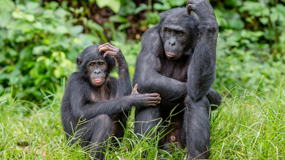 Bonobos não têm nenhuma perspectiva na vida. Não têm uma cultura. A vida de um bonobo antes de Cristo é idêntica à de um bonobo do século XXI