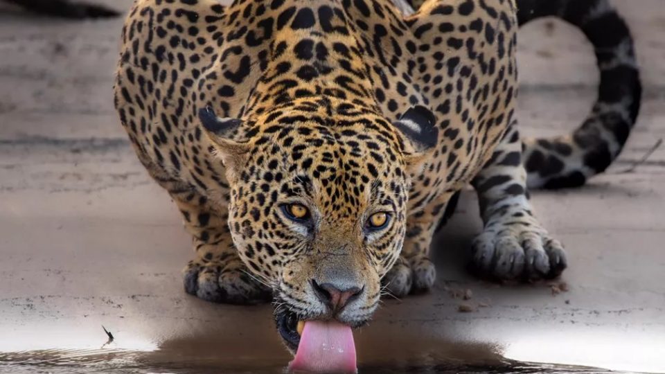 a onça vai beber água